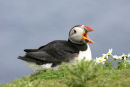 Puffin with open beak